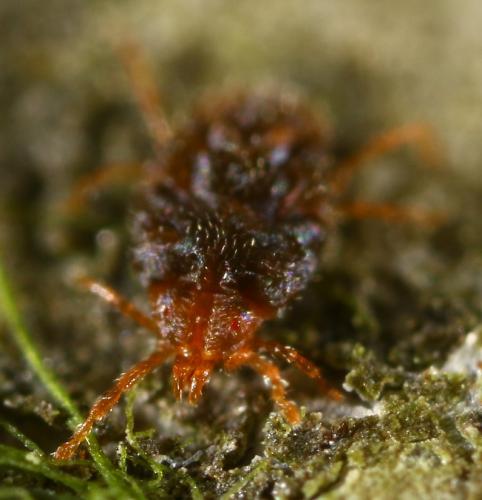 Abrolophus sp.